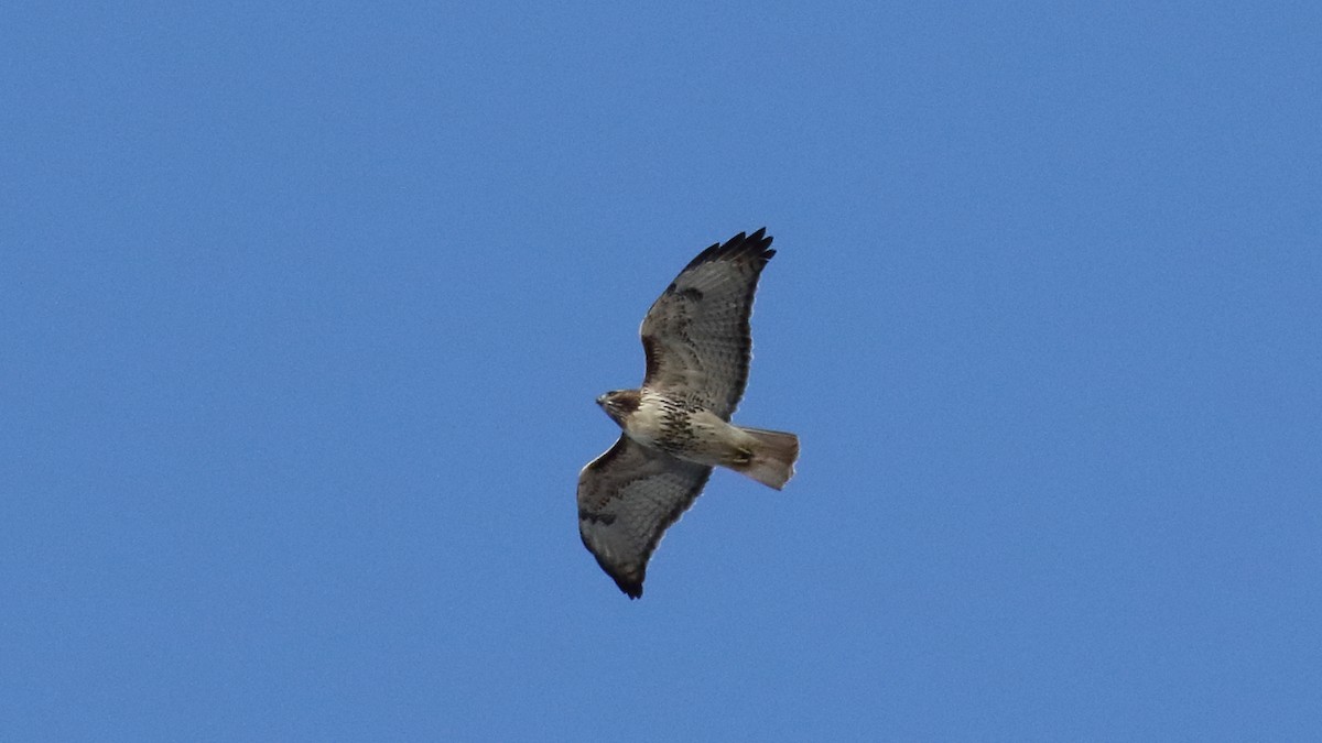 Red-tailed Hawk - ML612423885