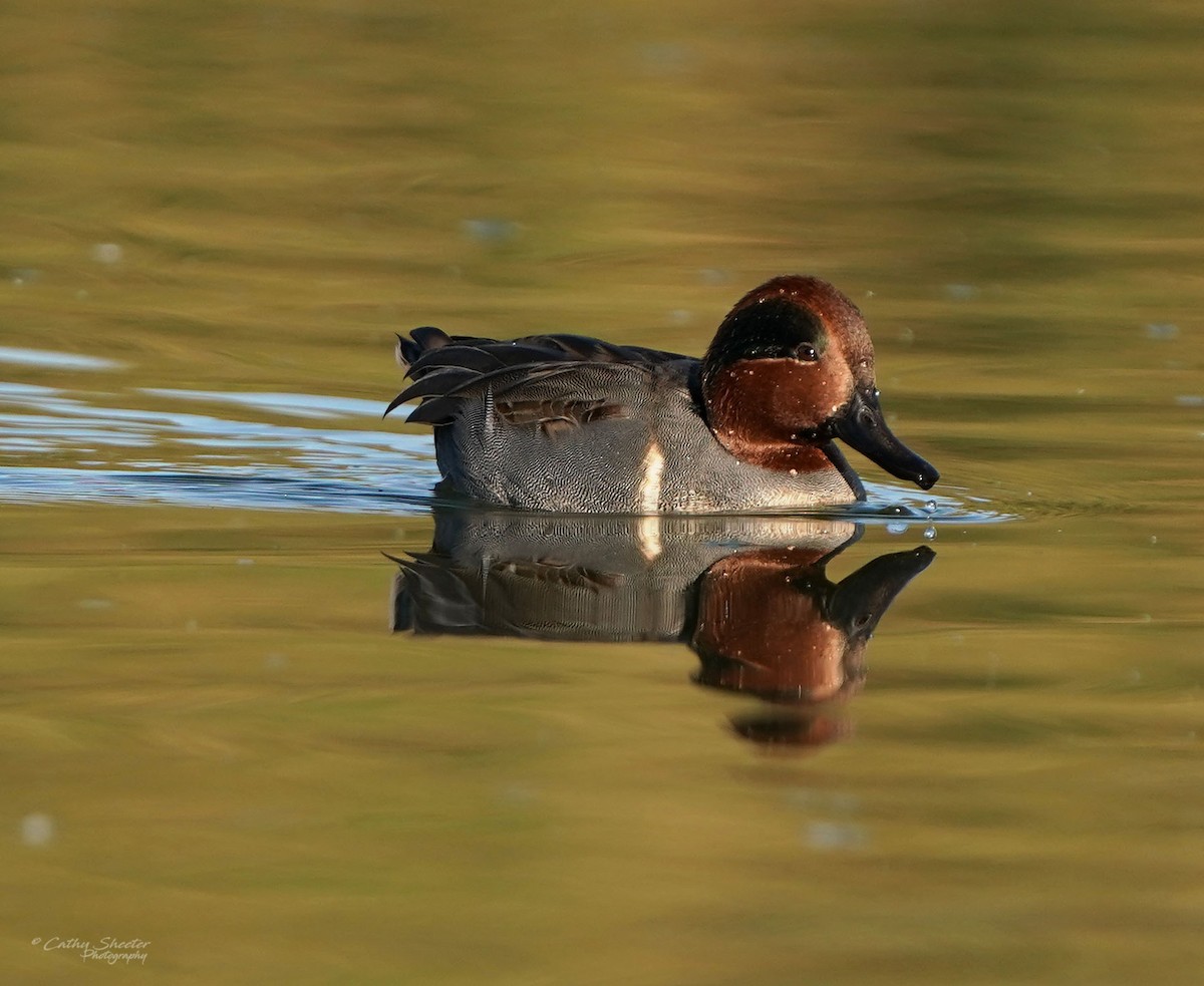 Green-winged Teal - Cathy Sheeter