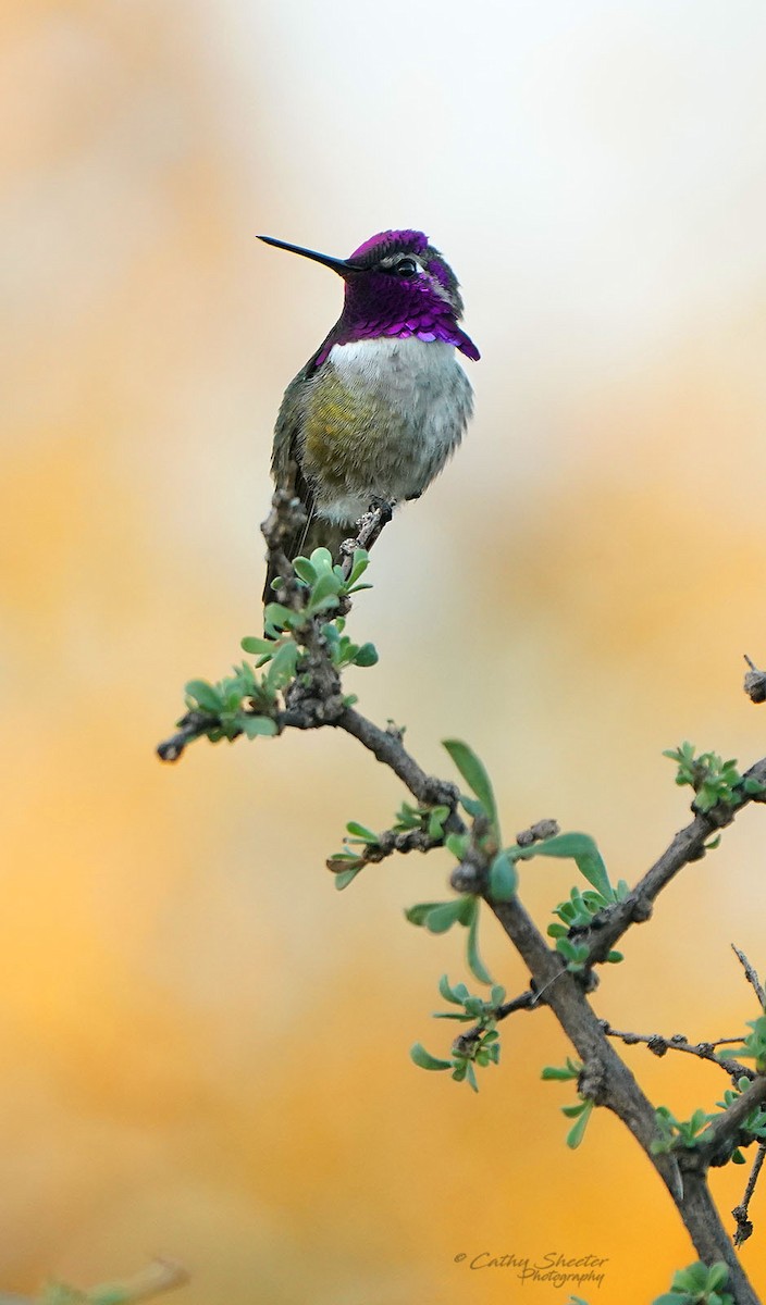 Costa's Hummingbird - ML612424179