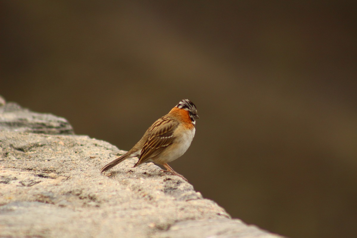 Rufous-collared Sparrow - ML612424315
