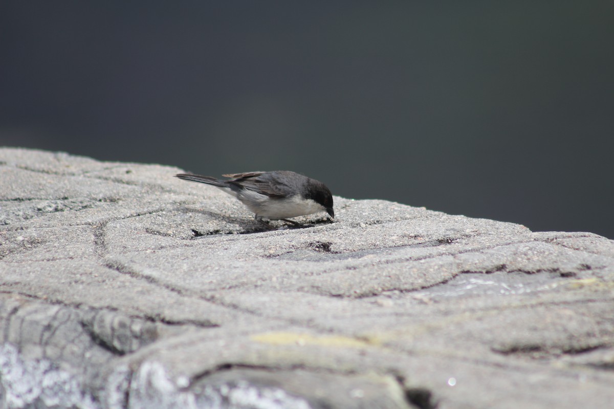 Black-capped Warbling Finch - ML612424349