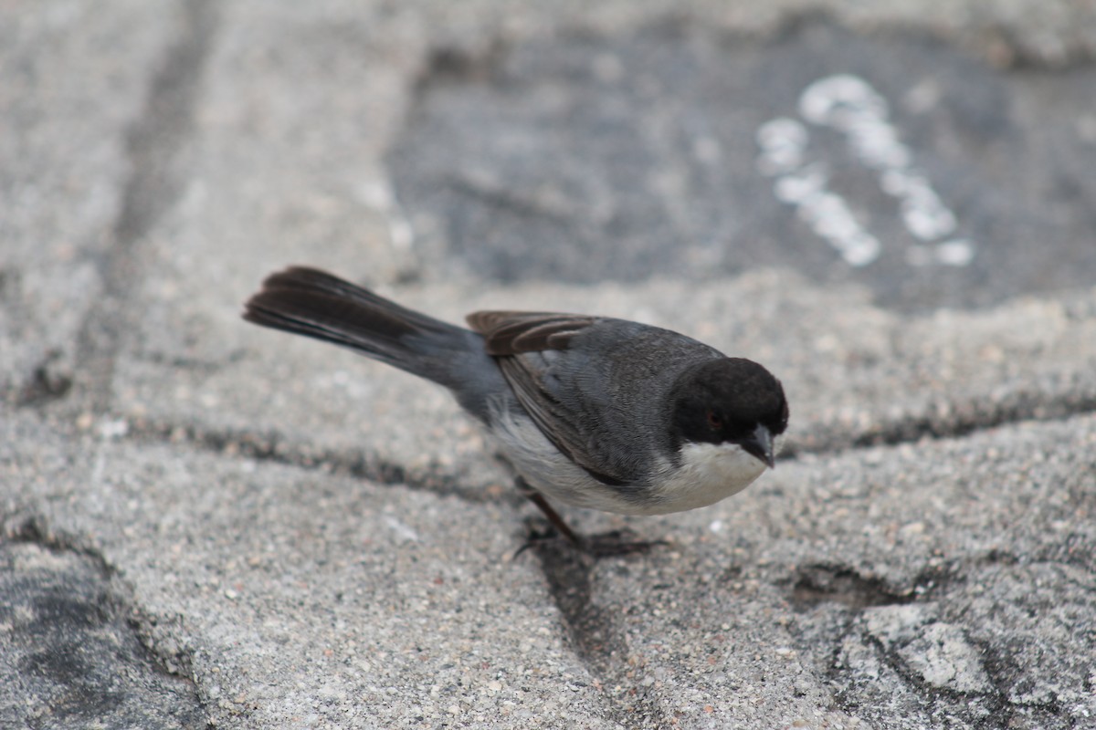 Black-capped Warbling Finch - ML612424350