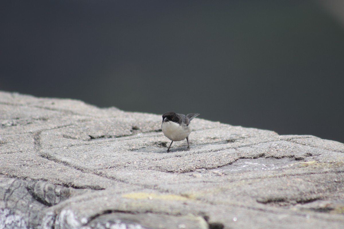 Black-capped Warbling Finch - ML612424352