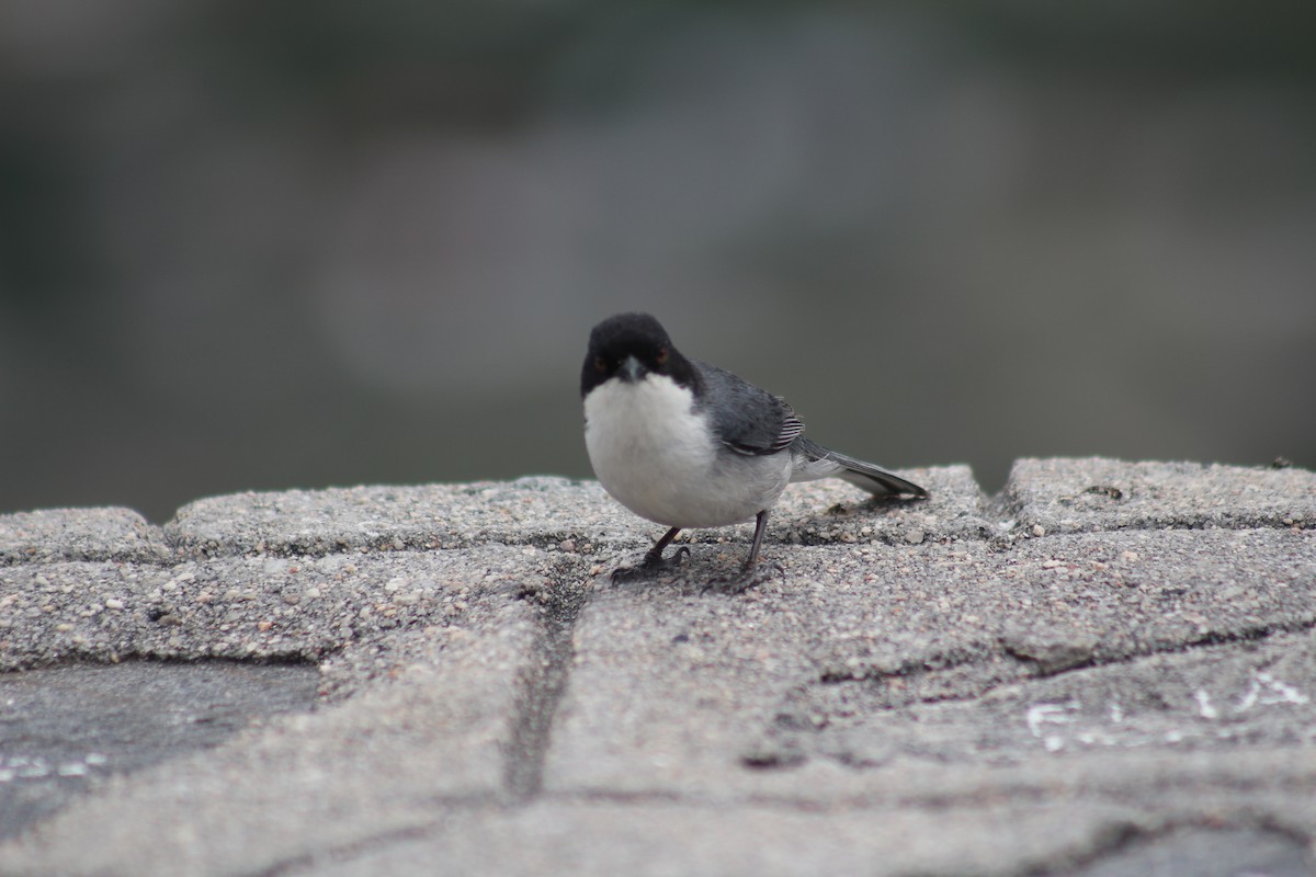 Black-capped Warbling Finch - ML612424353