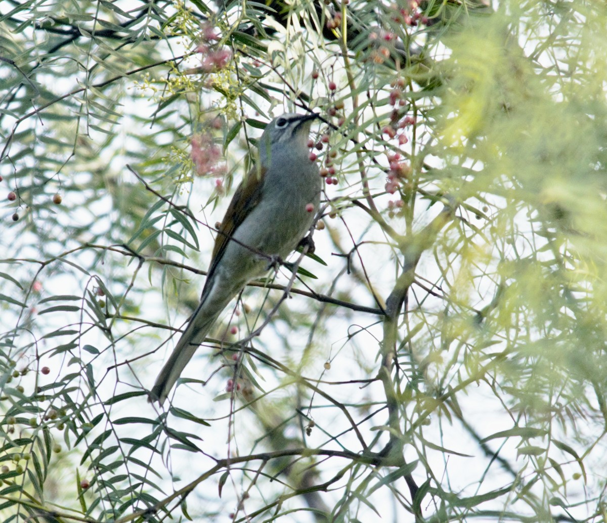 Brown-backed Solitaire - ML612424472
