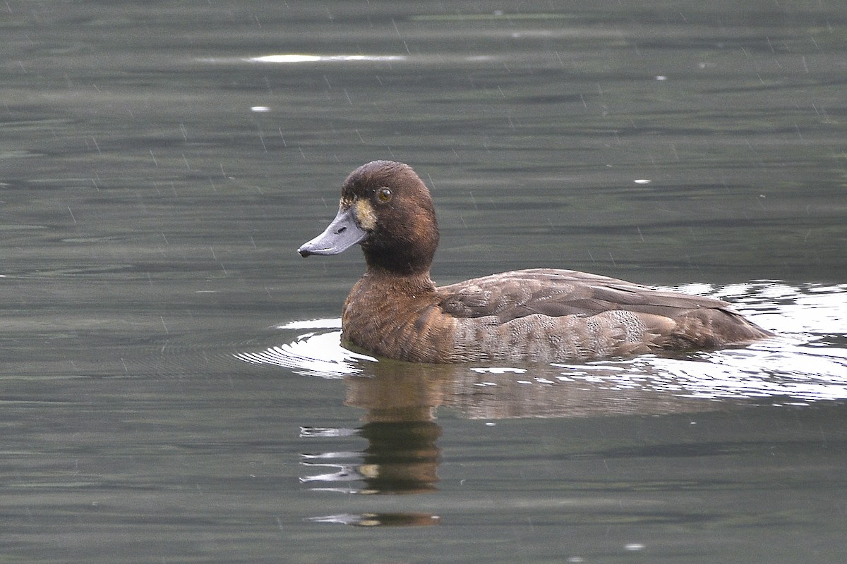Greater Scaup - ML612424489