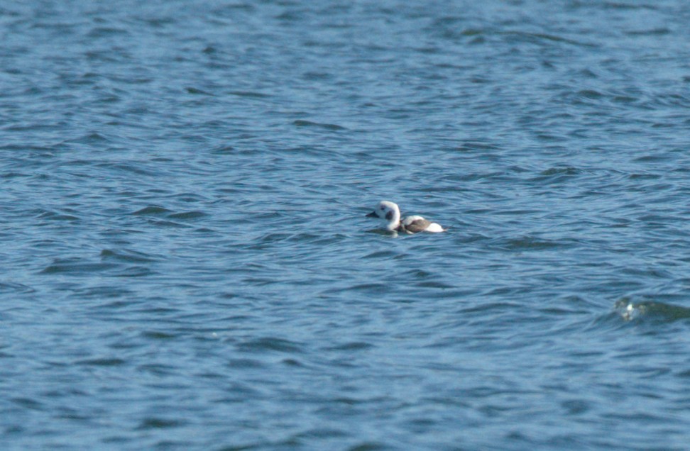 Long-tailed Duck - ML612424814
