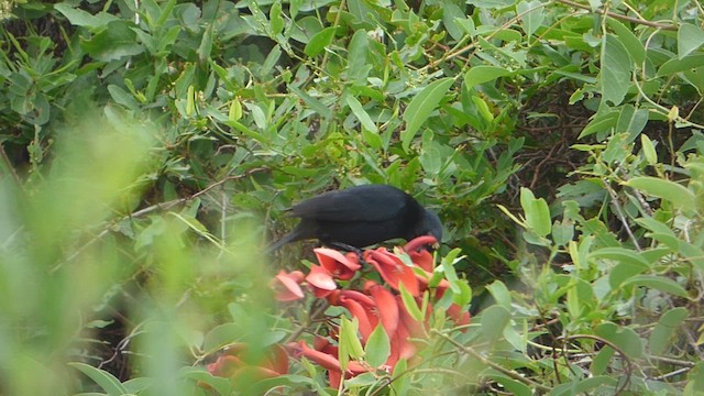 Unicolored Blackbird - ML612424823