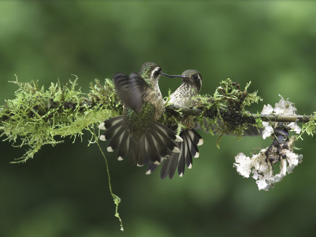 Speckled Hummingbird - Alex Mesquita