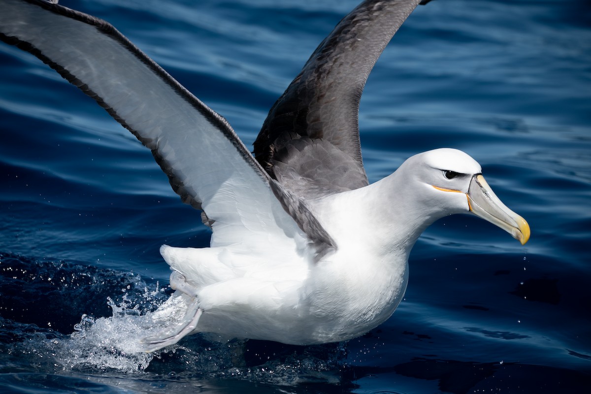 White-capped Albatross (cauta) - ML612425110