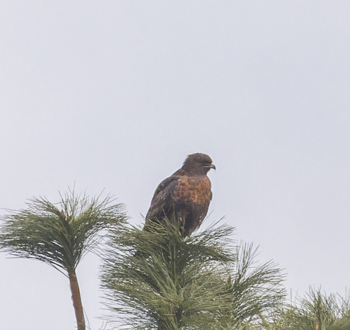 Red-tailed Hawk - ML612425335