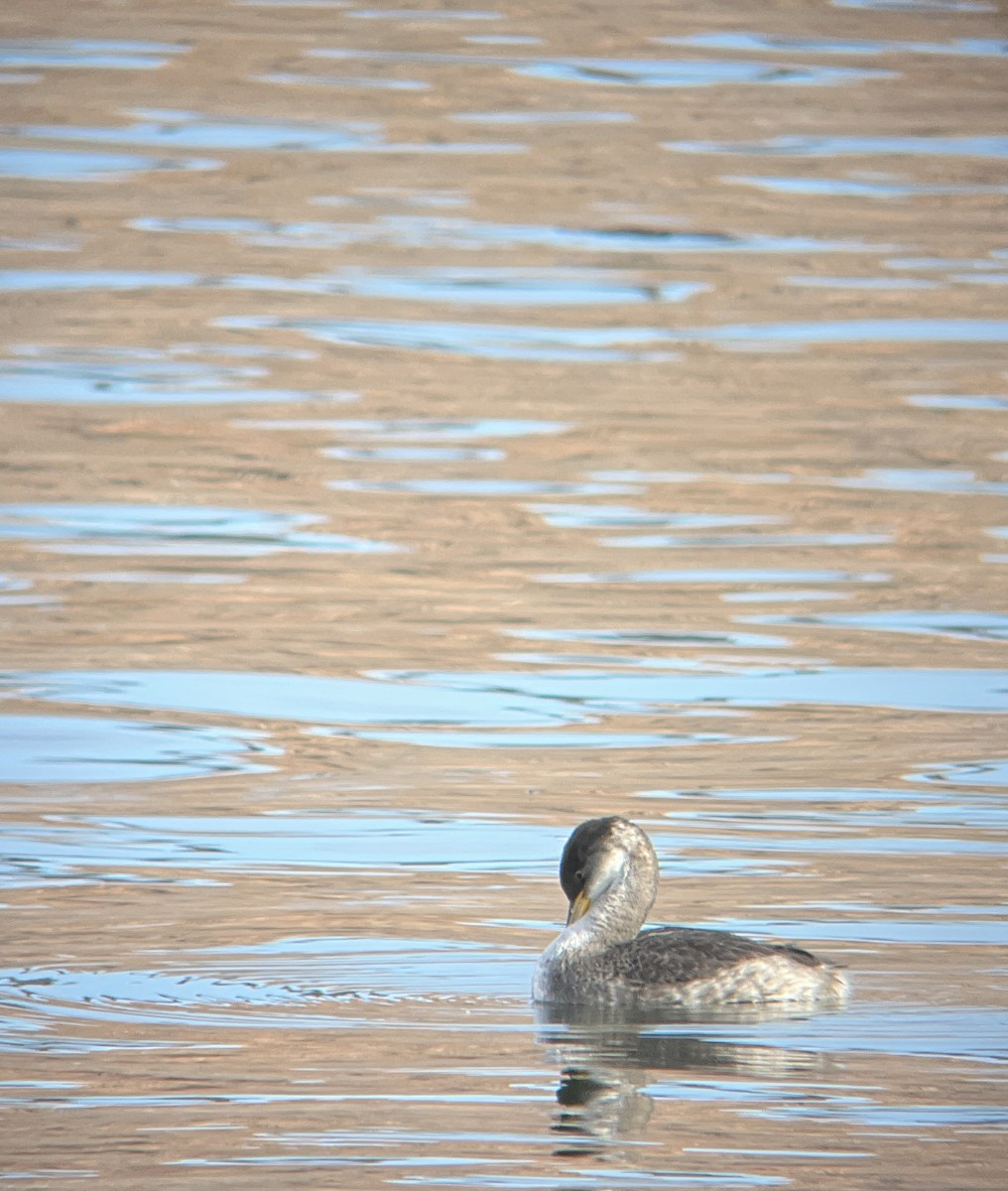 Red-necked Grebe - ML612425355