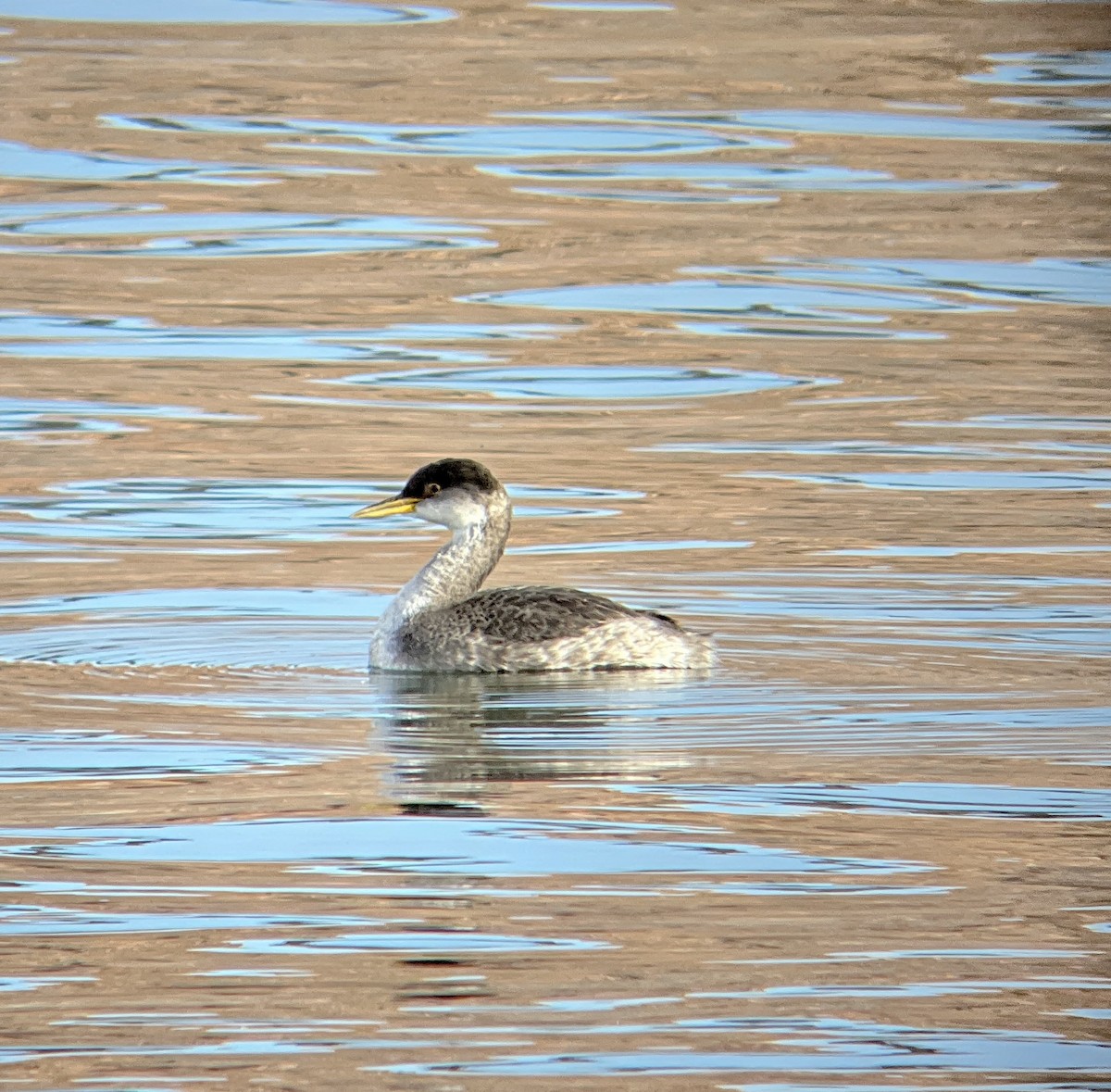 Red-necked Grebe - ML612425367
