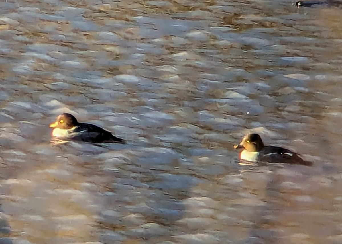 eBird Checklist 19 Dec 2023 Wilder Dam Reservoir, Lebanon 6 species