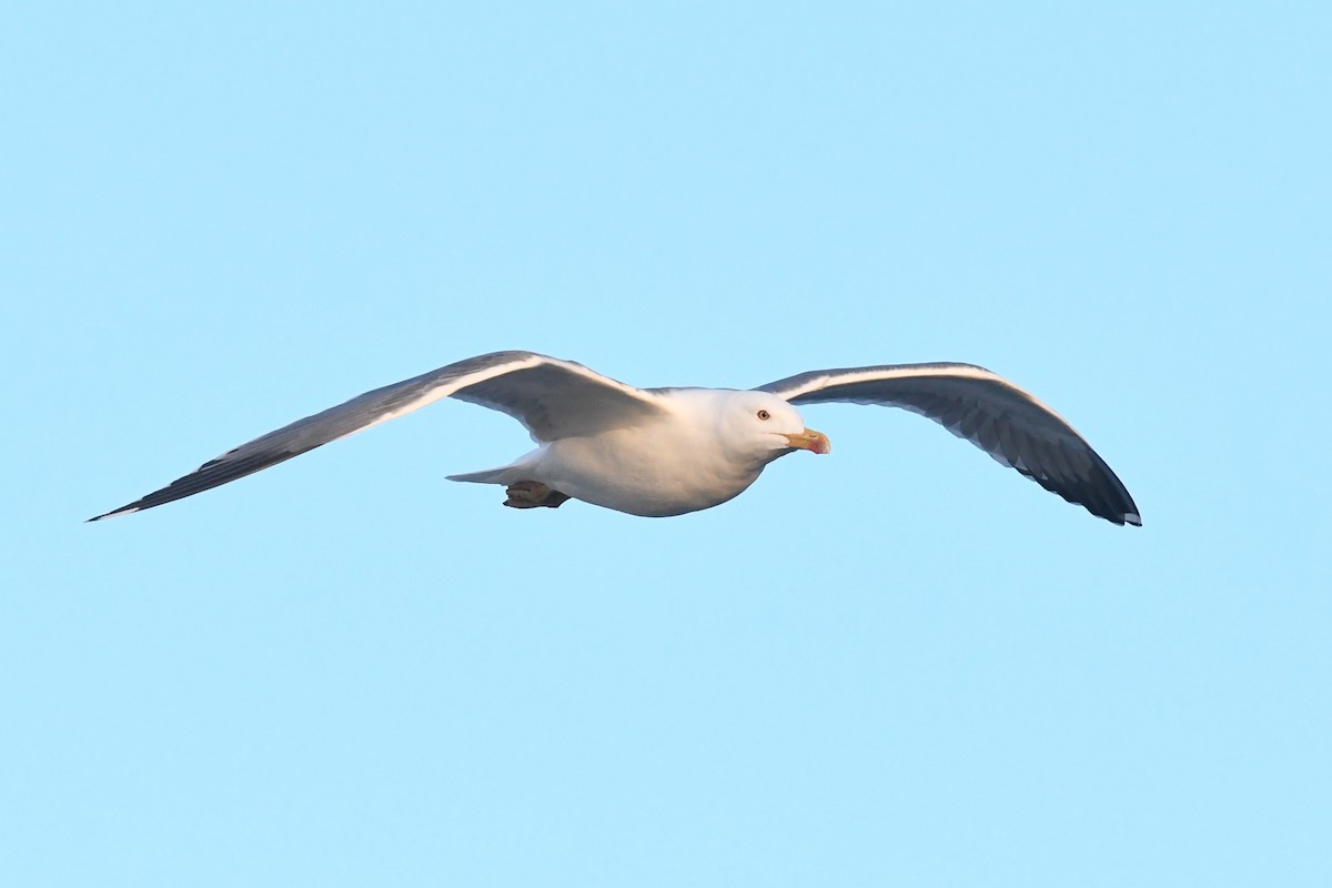 Yellow-legged Gull (atlantis) - ML612426176