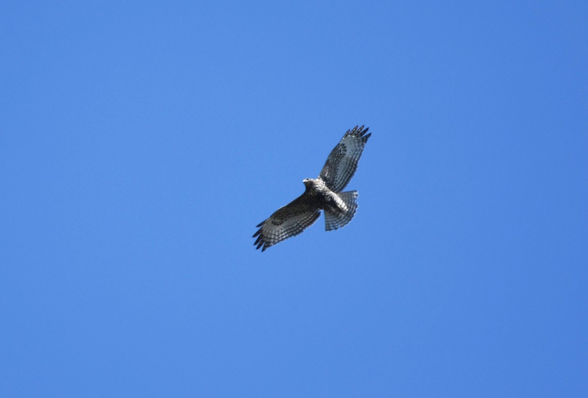 Red-tailed Hawk - ML612426779