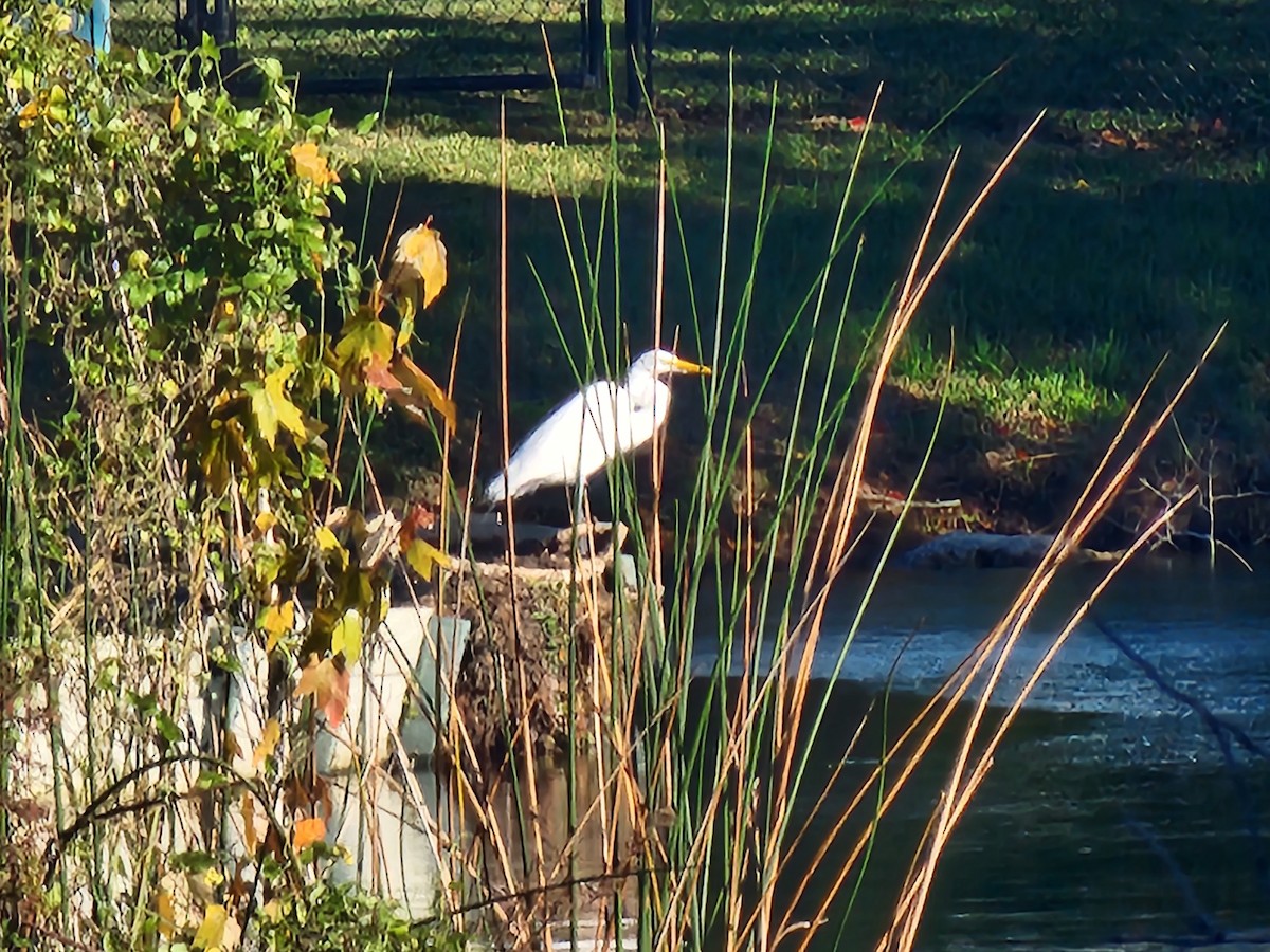 eBird Checklist 19 Dec 2023 Dunedin Hammock City Park 14 species