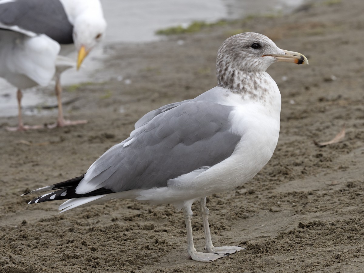 California Gull (albertaensis) - ML612427453