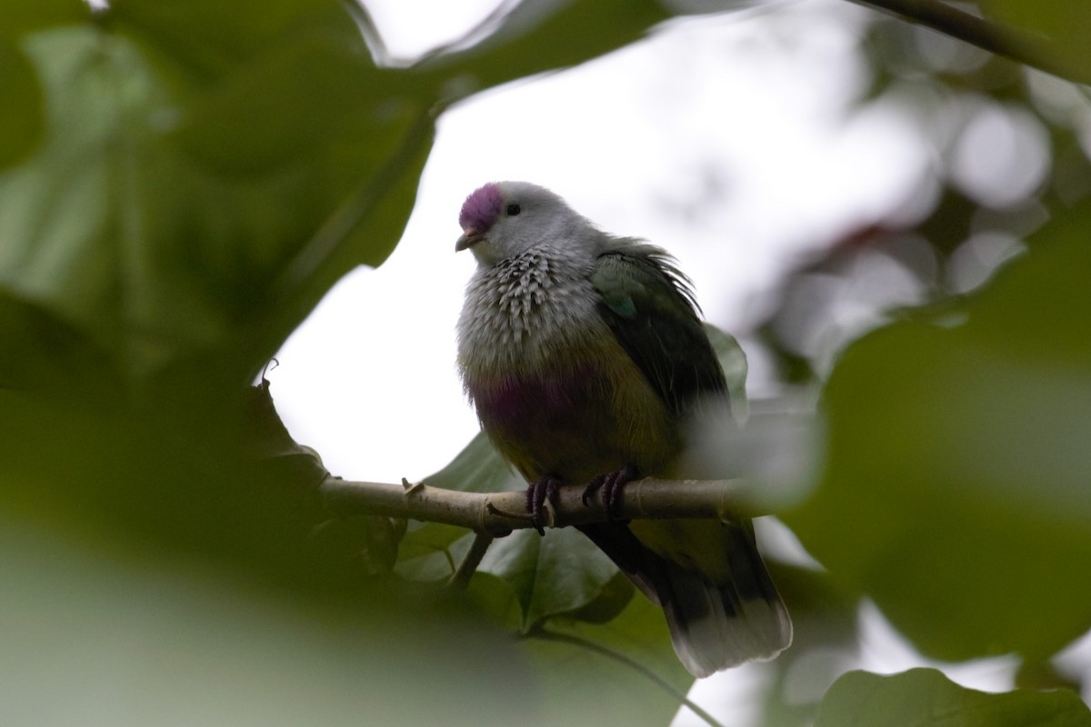 Cook Islands Fruit-Dove - ML612427548