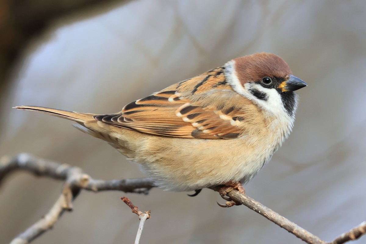 Eurasian Tree Sparrow - ML612427565