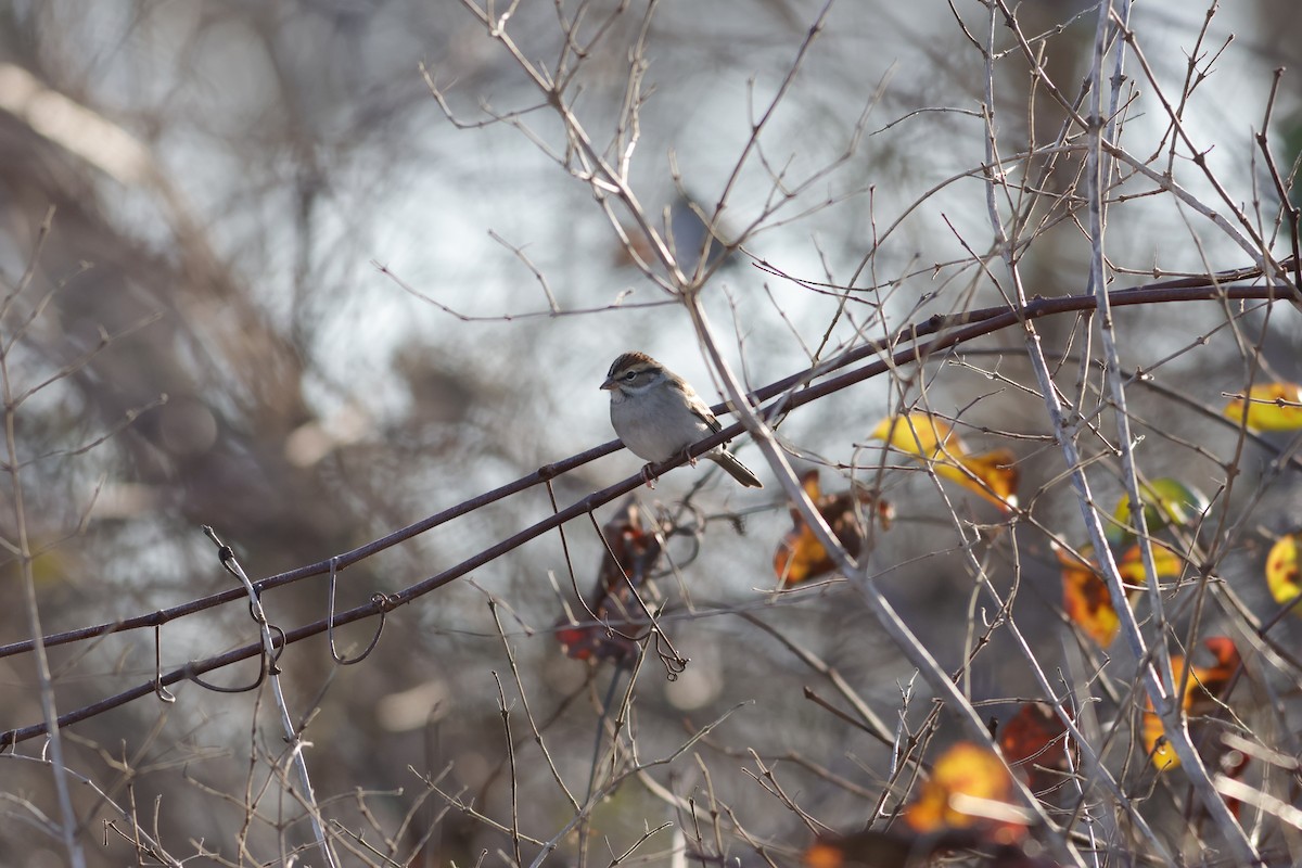 Chipping Sparrow - ML612427861