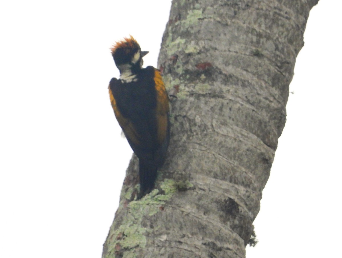 White-naped Woodpecker - ML612427910