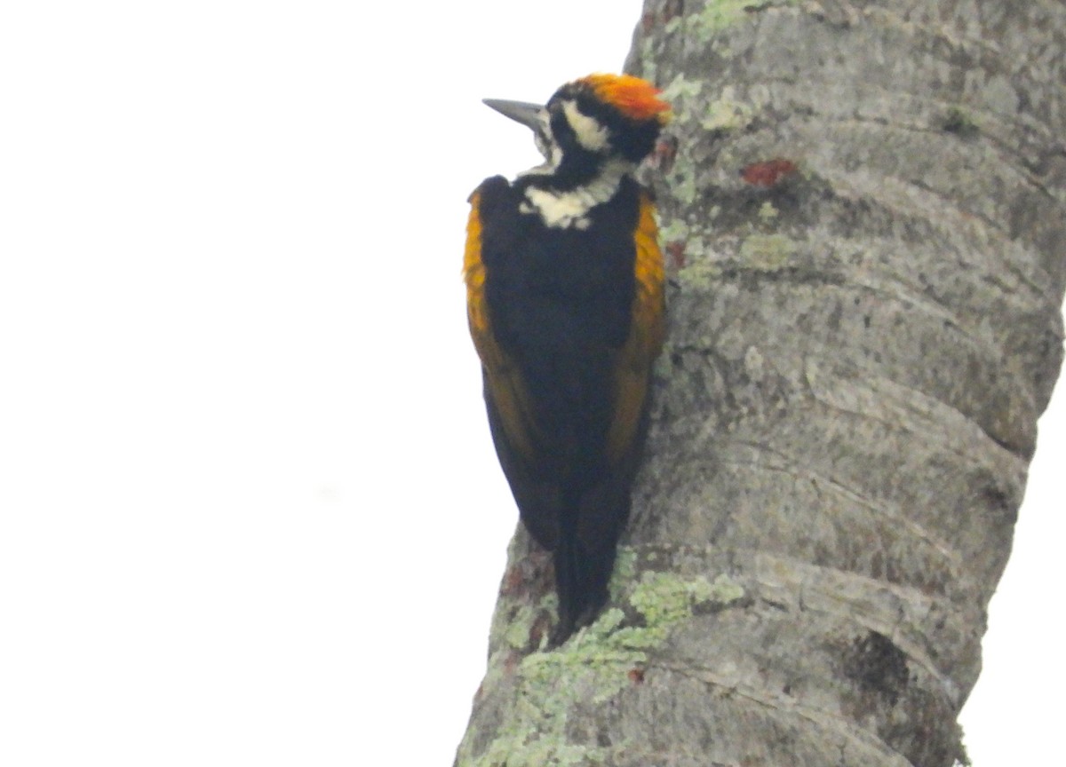 White-naped Woodpecker - ML612427920