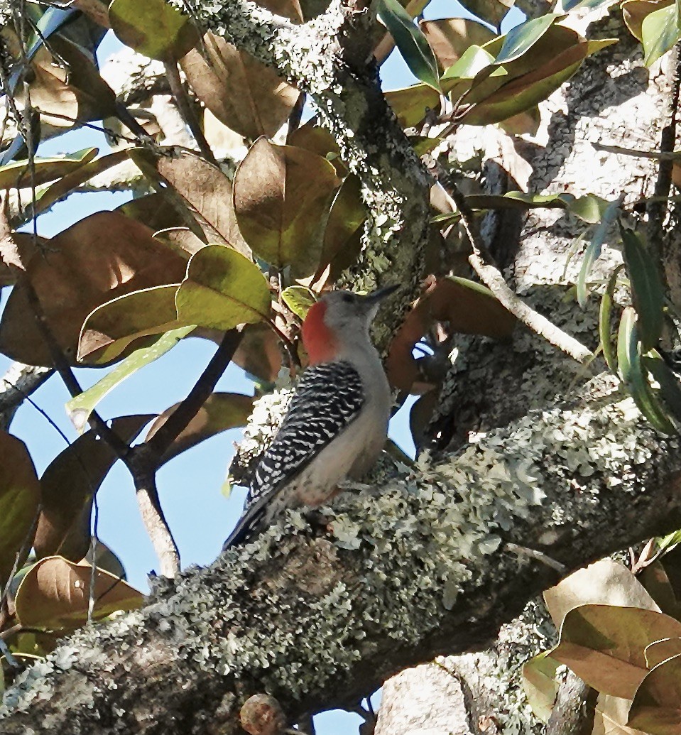 Red-bellied Woodpecker - ML612427971