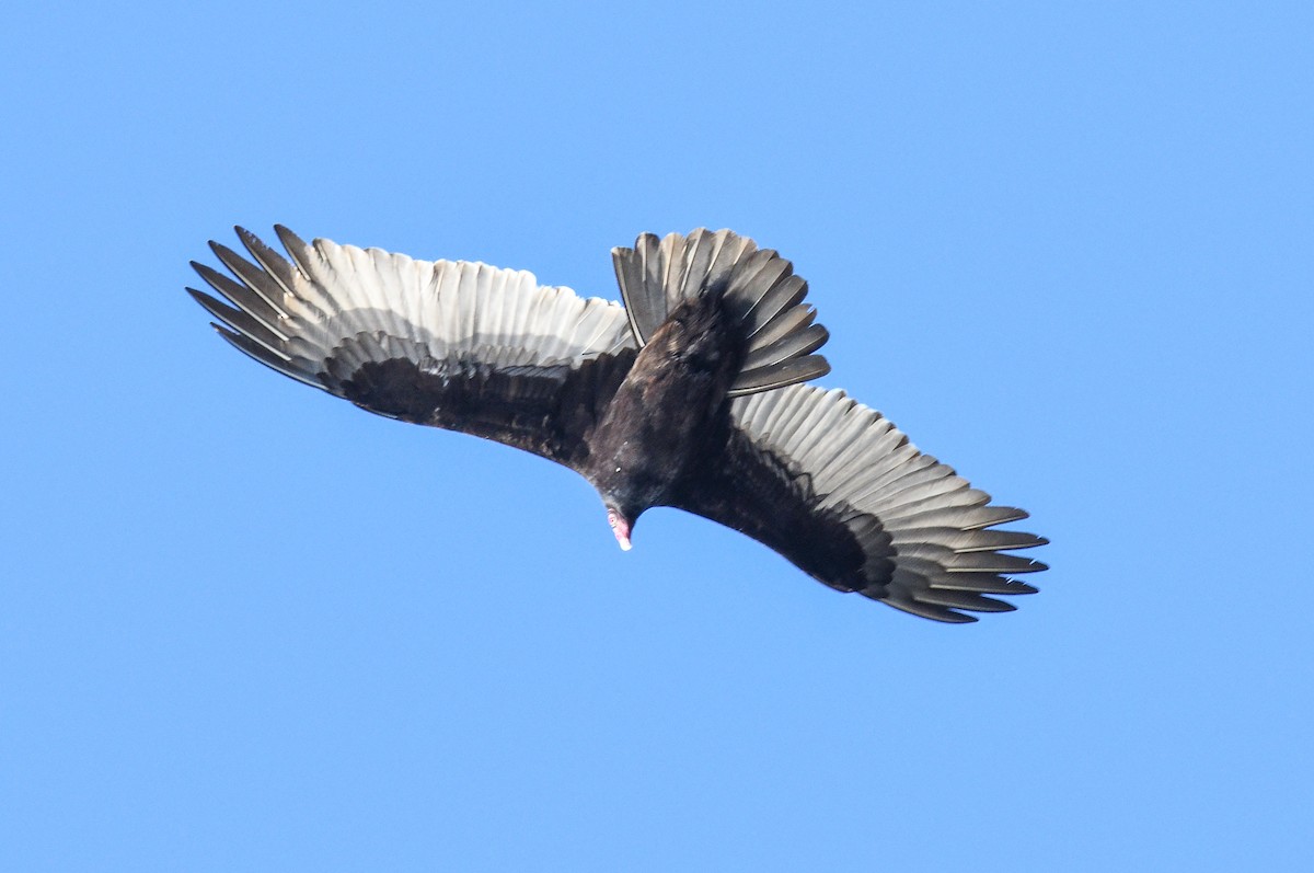 Turkey Vulture - ML612428000