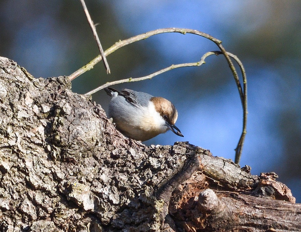 Brown-headed Nuthatch - ML612428063