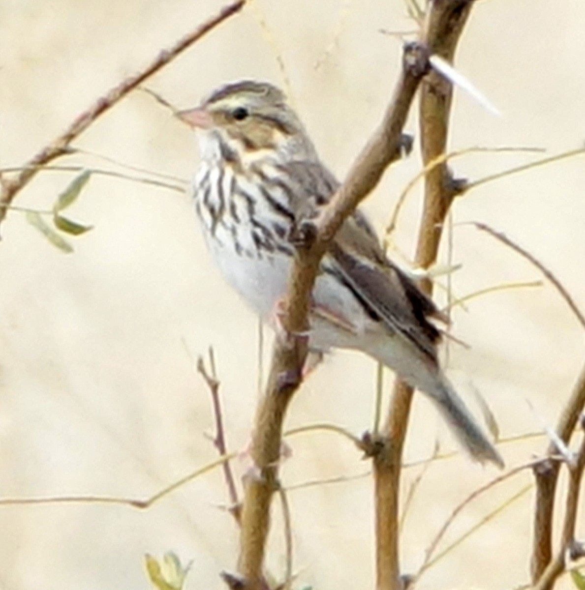 Savannah Sparrow - ML612428096