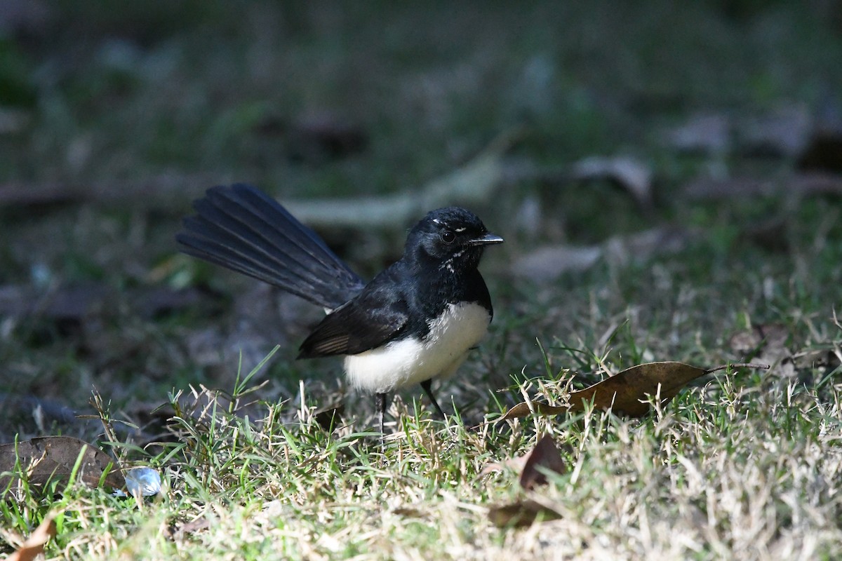 Willie-wagtail - ML612428218