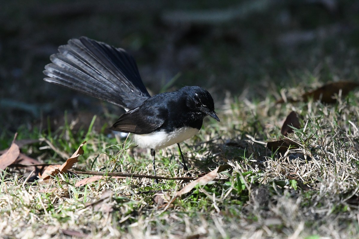 Willie-wagtail - ML612428219