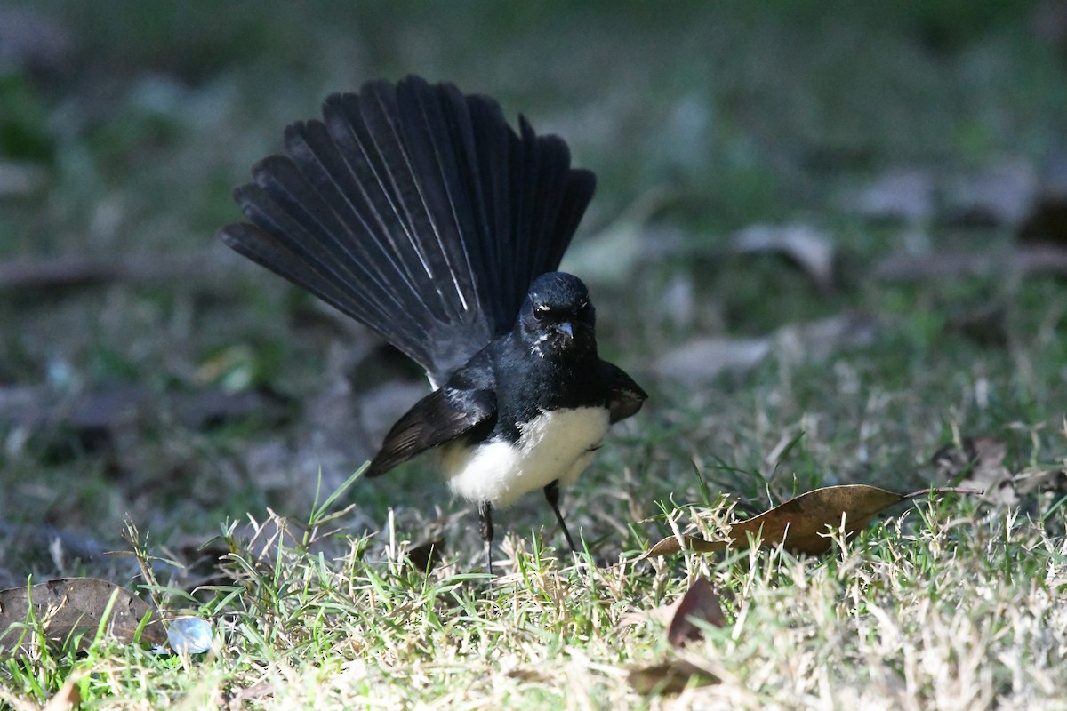 Willie-wagtail - ML612428221
