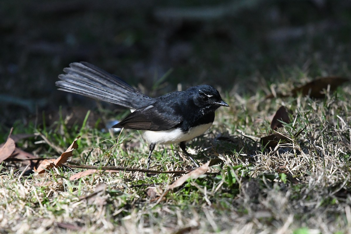 Willie-wagtail - ML612428222