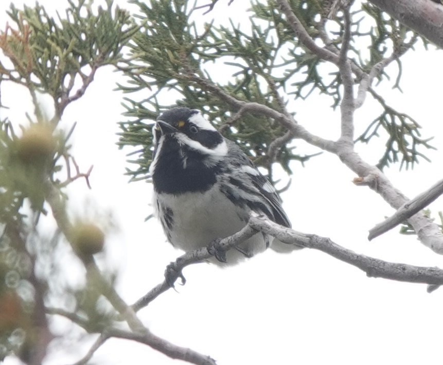 Black-throated Gray Warbler - ML612428669
