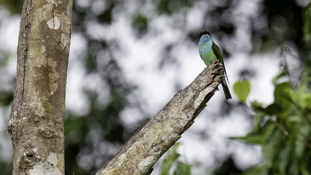 Blue-throated Bee-eater - ML612428904