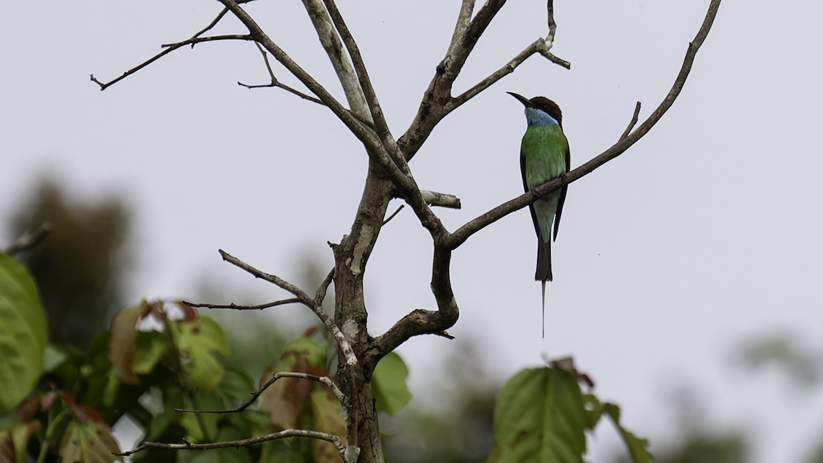 Blue-throated Bee-eater - ML612428923