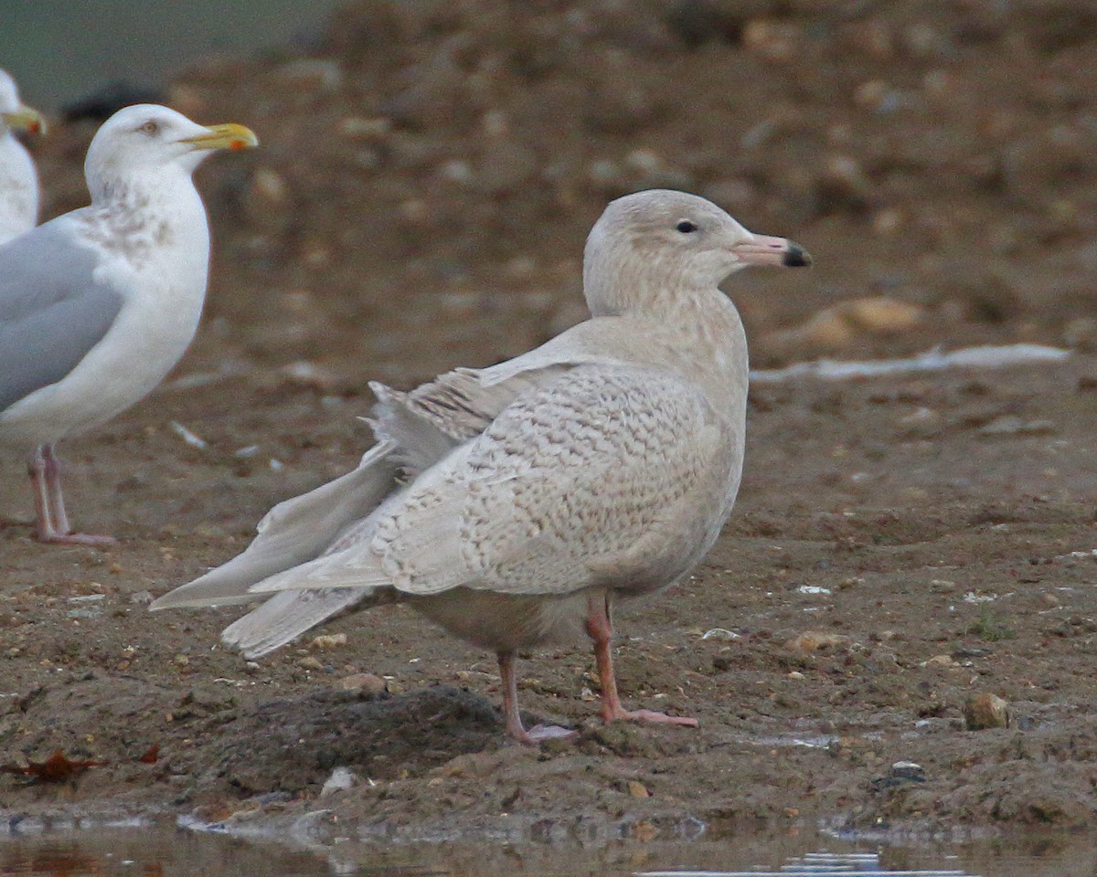 eBird Checklist 19 Dec 2023 Asotin County Regional Landfill 7 species