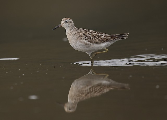  - Sharp-tailed Sandpiper - 