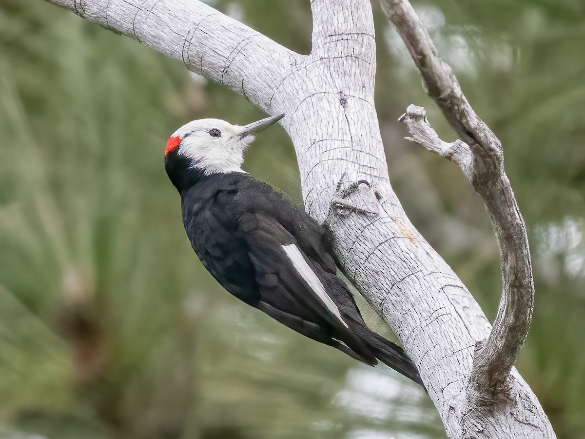 White-headed Woodpecker - Hans Petermann