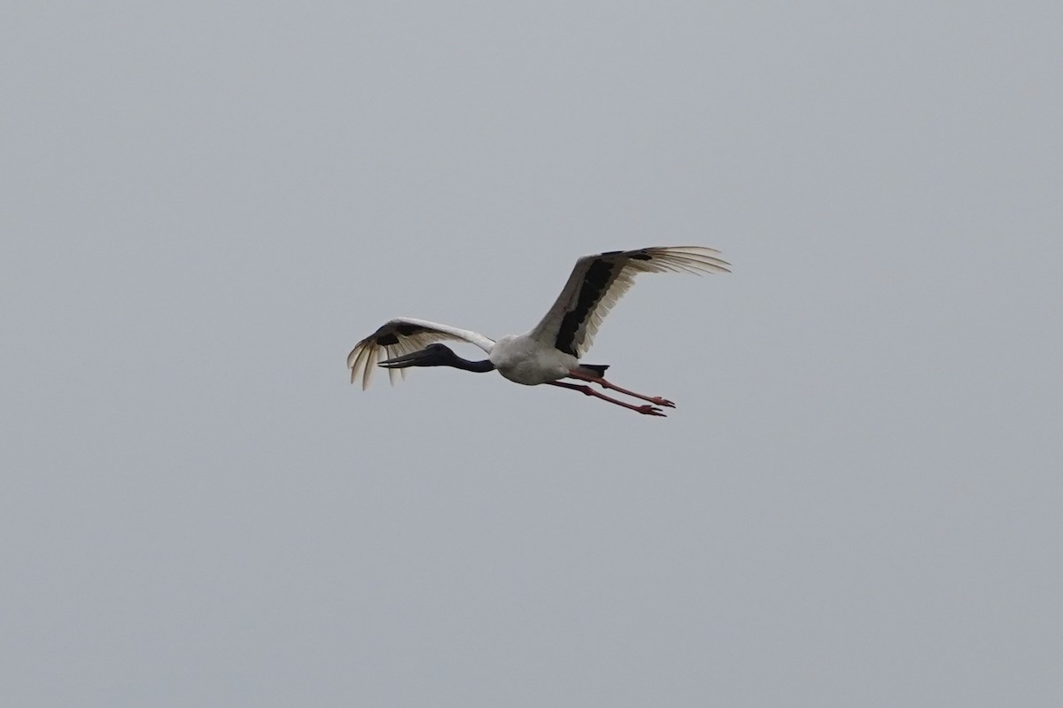 Black-necked Stork - ML612430531