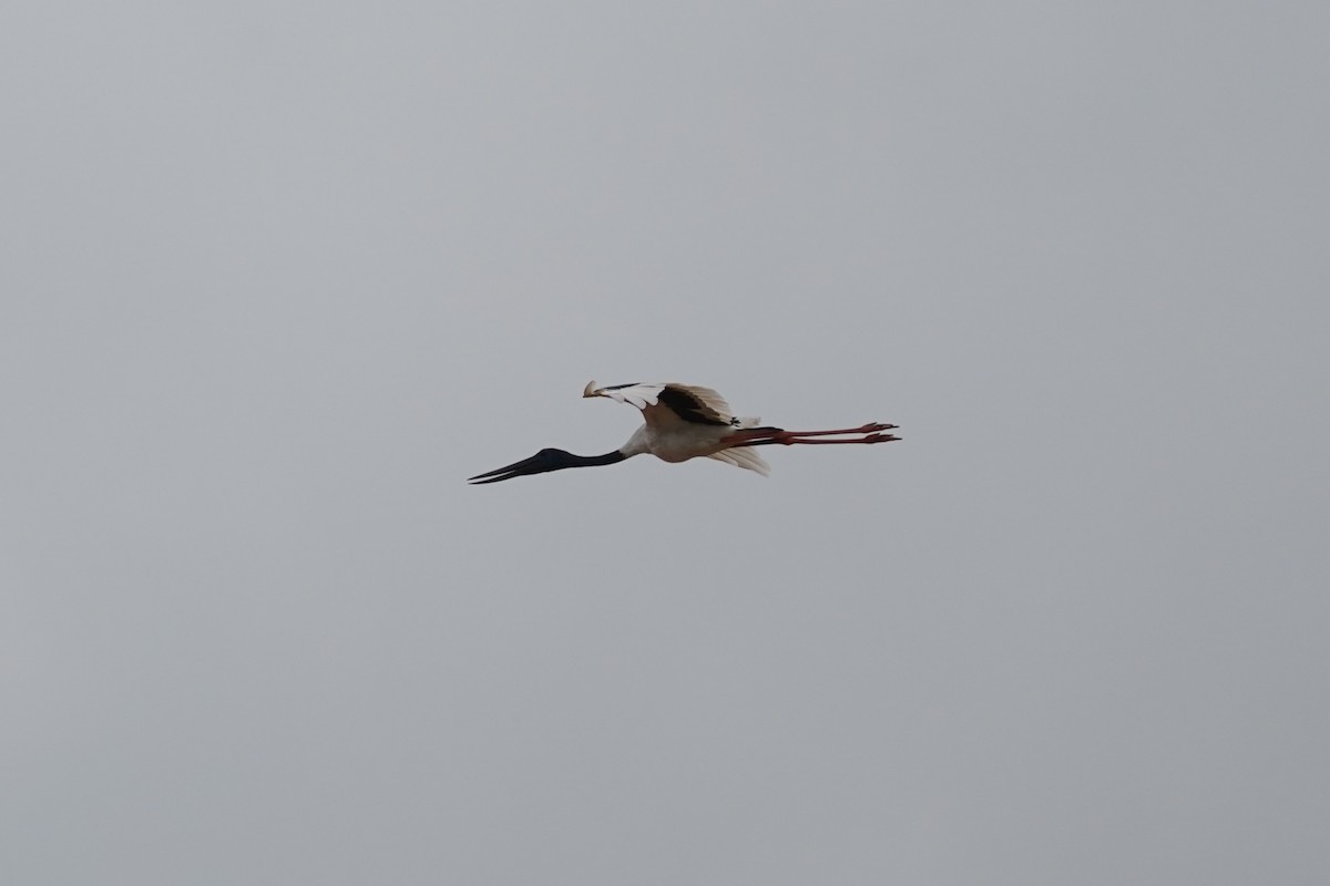 Black-necked Stork - Joshua Moody