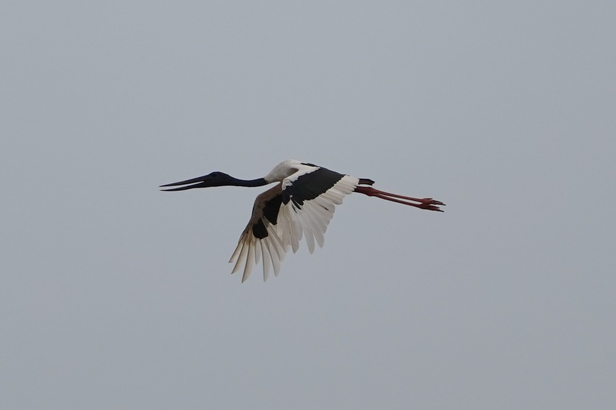 Black-necked Stork - ML612430533