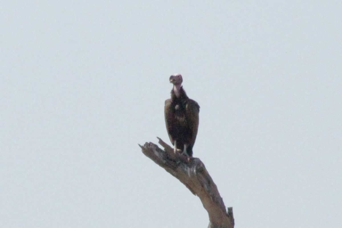Lappet-faced Vulture - ML612430558