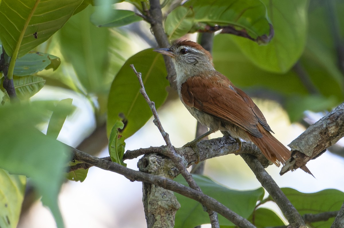 Rusty-backed Spinetail - ML612430567