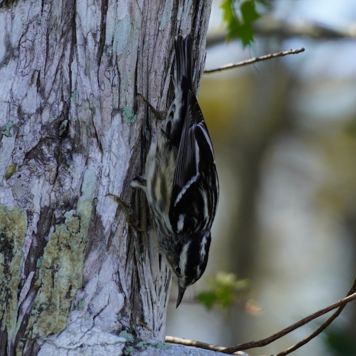 Black-and-white Warbler - ML612431080