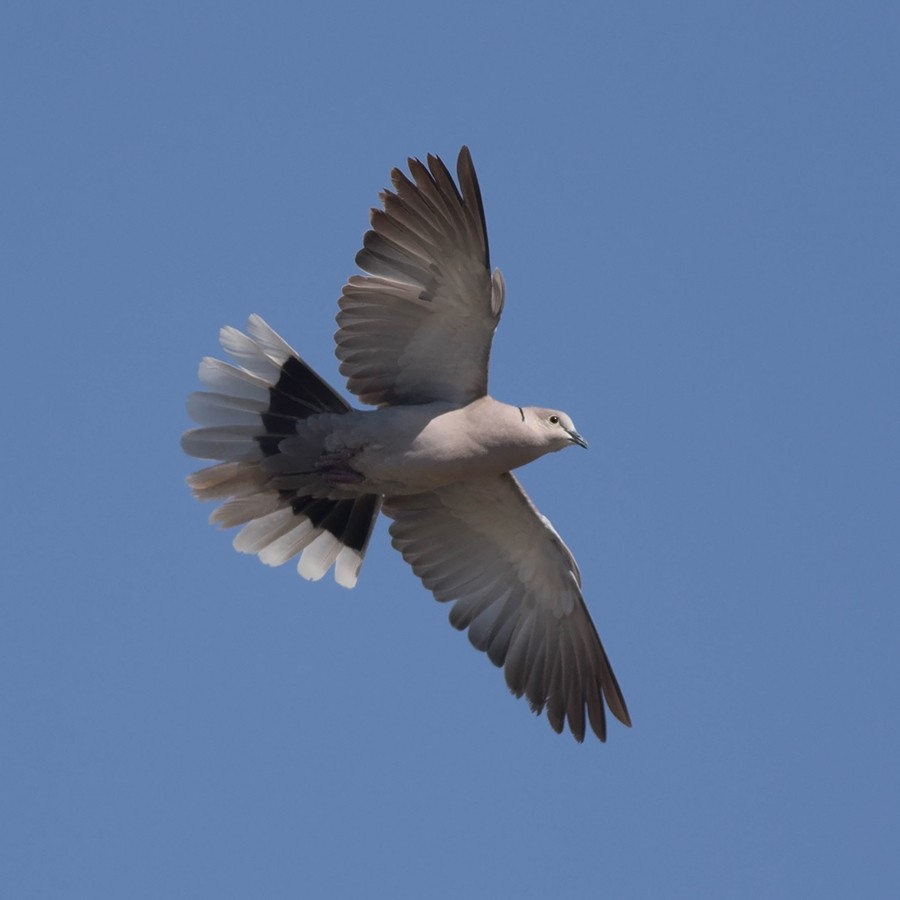 Eurasian Collared-Dove - Tony Leukering