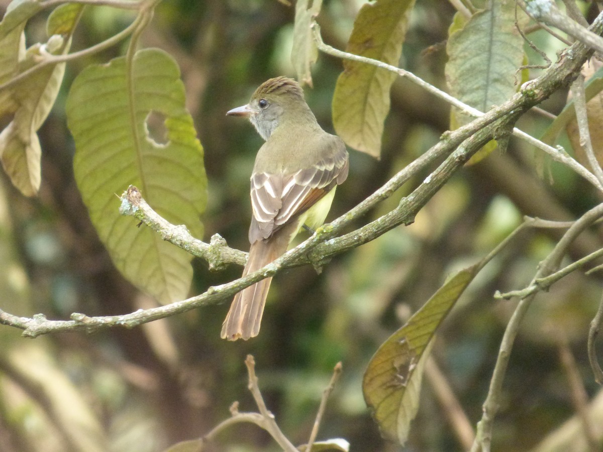 Brown-crested Flycatcher - Magui Rojas