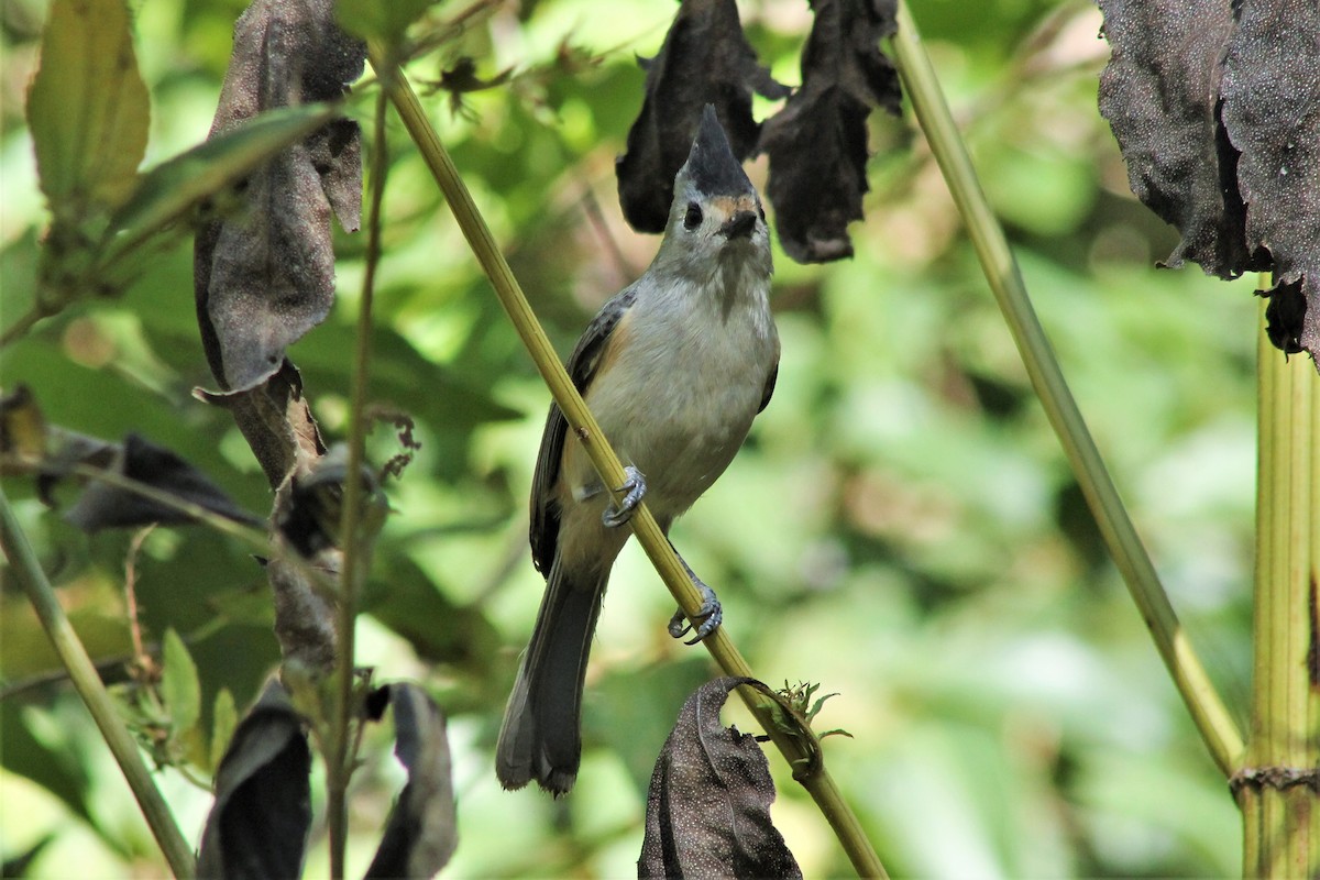 eBird Checklist 23 Nov 2019 Brackenridge Park (Avenue A & River Rd